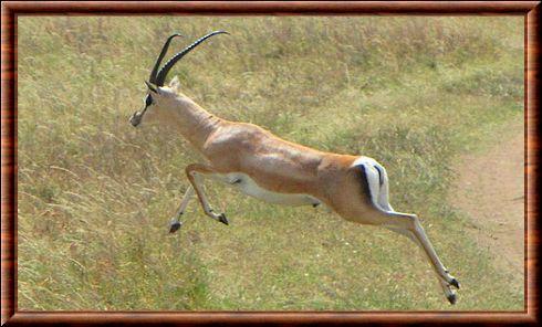 Grant's gazelle