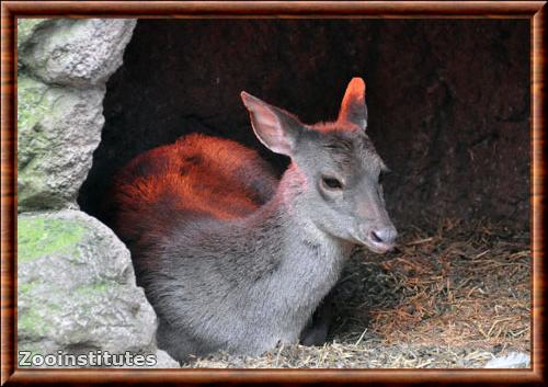 Gray brocket Mazama gouazoubira