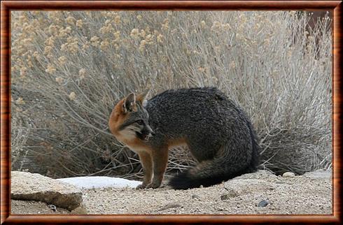 Gray Fox (Urocyon cinereoargenteus)