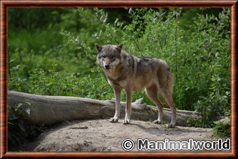 Gray wolf