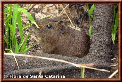 Greater guinea pig