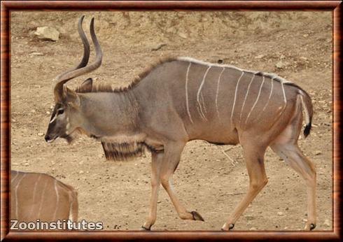 Greater kudu