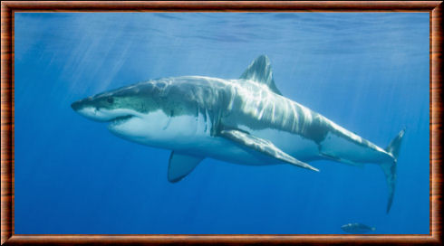 Great white shark