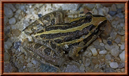 Grenouille peinte de Méditerranée