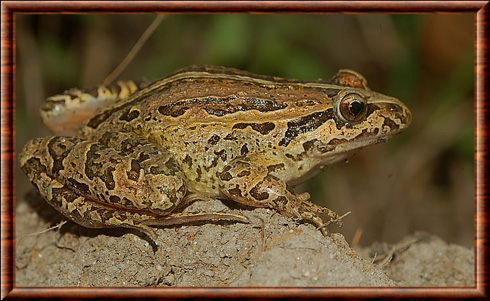 Grenouille peinte ibérique (Discoglossus galganoi)