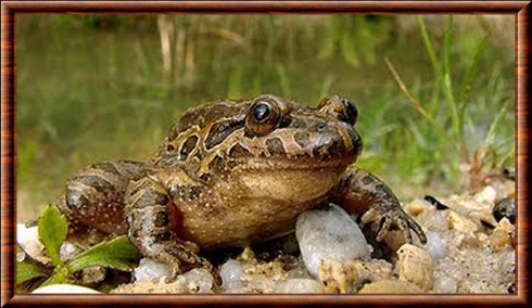 Grenouille peinte ibérique 01