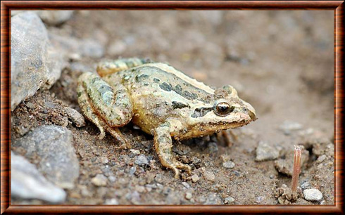 Grenouille peinte du Maroc (Discoglossus scovazzi)