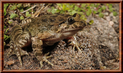 Grenouille peinte tyrrhénienne (Discoglossus sardus)