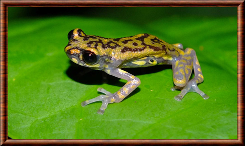 Grenouille de Tukeit Hill (Allophryne ruthveni)