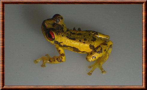 Grenouille d'Uruçuca (Allophryne relicta)