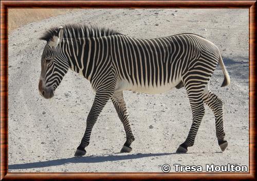 Grevys zebra Equus grevyi