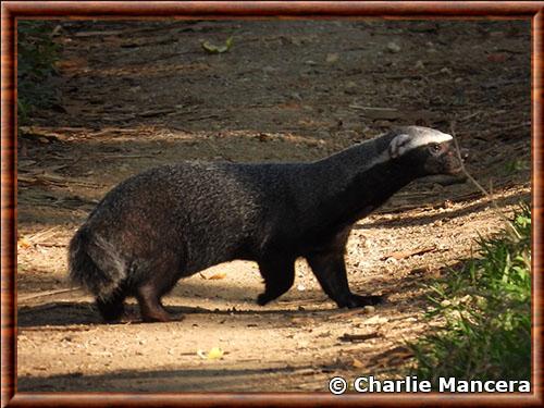 Grison (Galictis vittata)