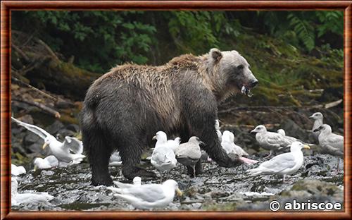 Grizzly en Alaska