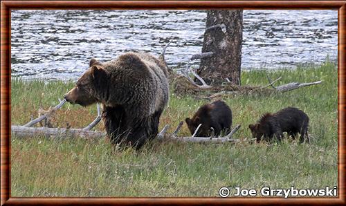 Grizzly femelle et oursons