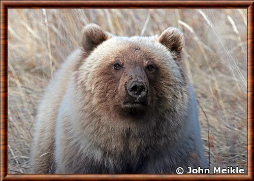 Grizzly gros plan