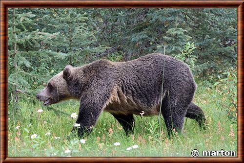 Grizzly parc national Banff
