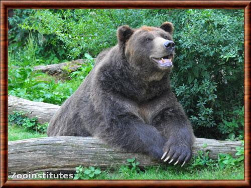 Grizzly zoo de Decin