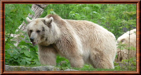 Grizzly (Ursus arctos horribilis)