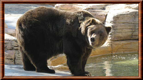 L'ours Brun Mâle Adulte Respire Avec De La Vapeur. Portrait En Gros Plan D' ours Brun Dans La Forêt D'été. Fond Naturel De La Forêt Verte. Habitat  Naturel. Nom Scientifique : Ursus Arctos.