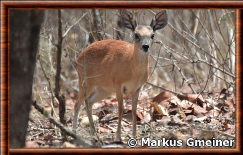 Grysbok de Sharpe