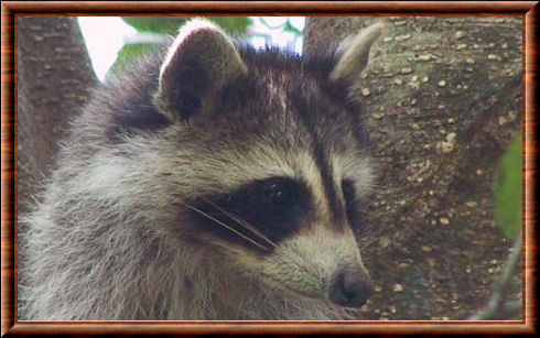 Guadeloupe raccoon