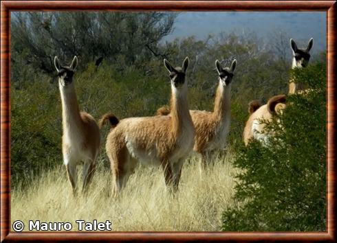 Groupe de guanacos photographié en Argentine Guanaco en Argentine
