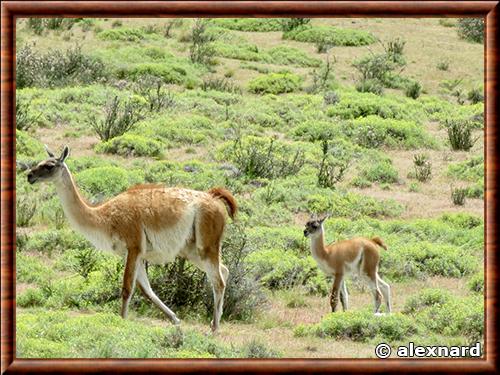 Guanaco femelle et son petit photographié au Chili Guanaco femelle au Chili