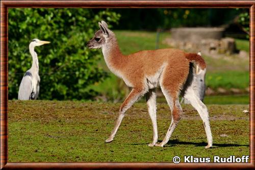 Guanaco juvénile au zoo de Berlin, Allemagne Guanaco juvenile