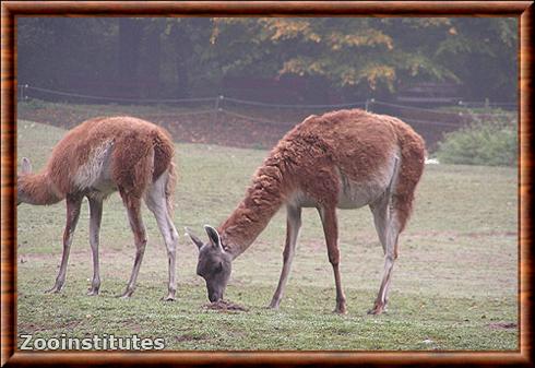 Guanaco au parc animalier de Berlin.jpg