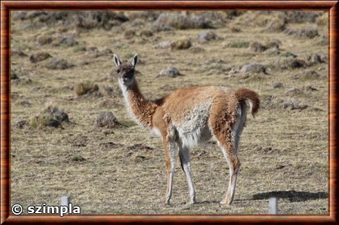 Guanaco Santa Cruz en Argentine.jpg