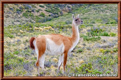 Guanaco photographié à Santa Cruz en Argentine Guanaco Santa Cruz en Argentine