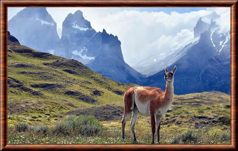 Guanaco (Lama guanicoe)