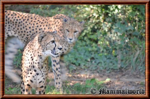 Guepard (Acinonyx jubatus)