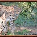 Guepard acinonyx jubatus