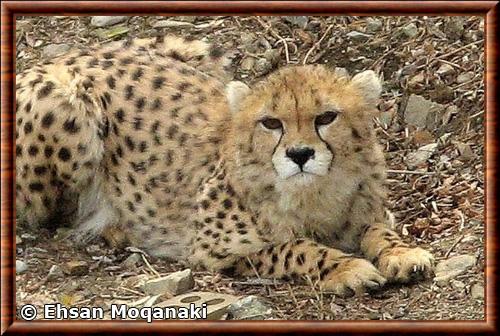 Guepard asiatique (Acinonyx jubatus venaticus)