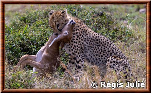 Guepard chasse impala.jpg