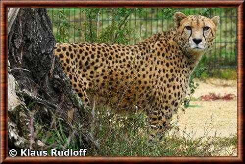 Guepard d Afrique du Sud (Acinonyx jubatus jubatus)