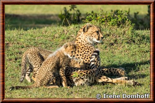 Guepard du Cap (Acinonyx jubatus raineyi)