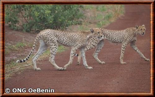 Guepard du Sahara (Acinonyx jubatus hecki)