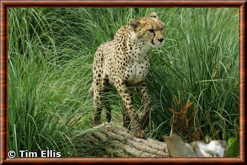 Guepard du Soudan (Acinonyx jubatus soemmeringi)