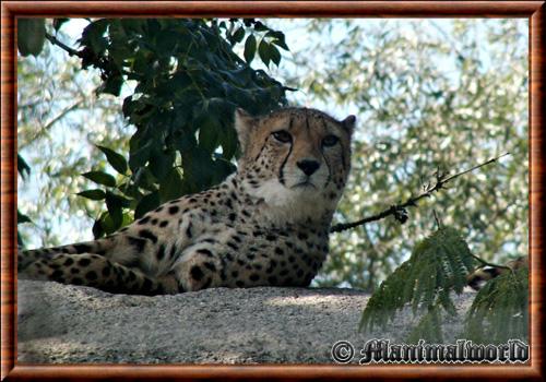 Guepard zoo de Bale