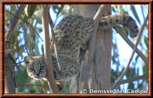 Guiña (Leopardus guigna)