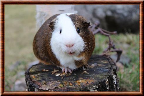 Guinea pig (Cavia porcellus)