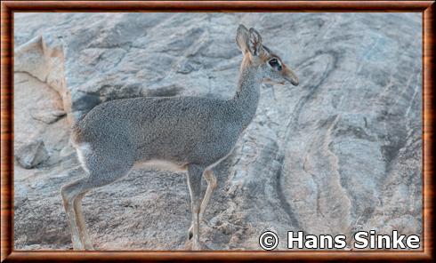 Günther's dik-dik