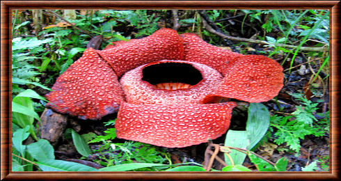 Raflesia (Rafflesia arnoldi)
