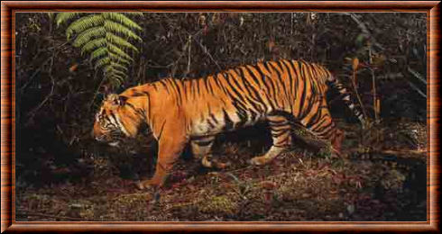 Tigre de Sumatra