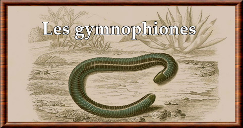 Gymnophione (Gymnophiona)