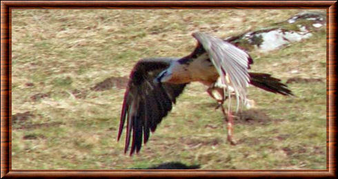 Gypaète barbu 07