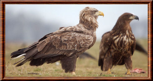 Haliaeetus albicilla