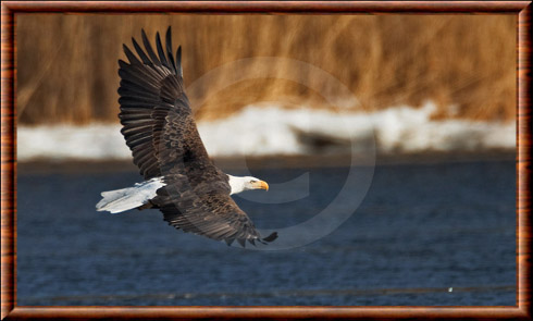 Haliaeetus leucocephalus washingtoniensis